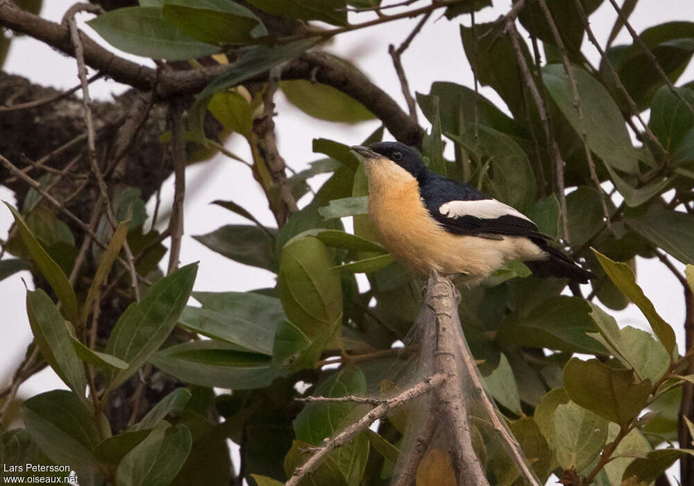 Yellow-bellied Hyliota