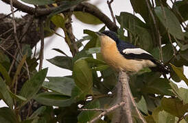 Yellow-bellied Hyliota