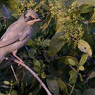 Hypocolius gris