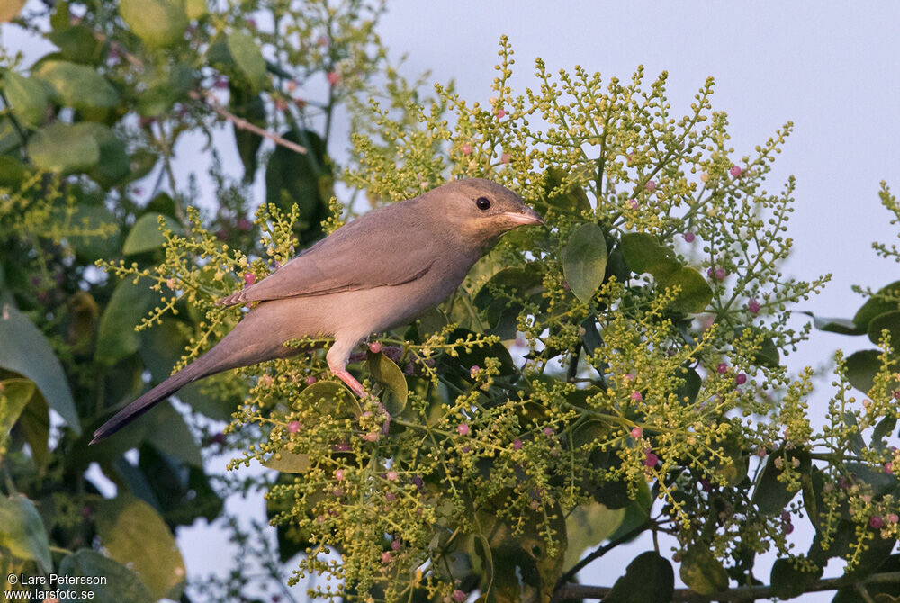 Hypocolius gris