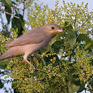 Hypocolius gris