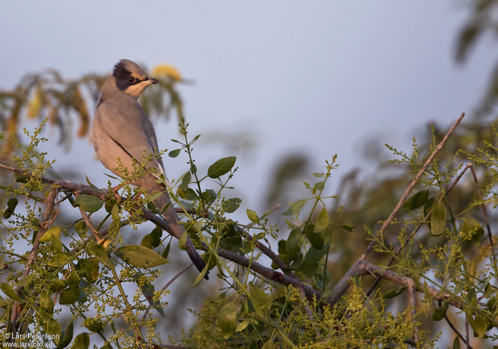 Hypocolius gris