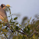 Hypocolius gris