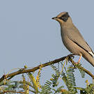Hypocolius gris