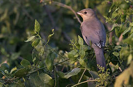 Grey Hypocolius