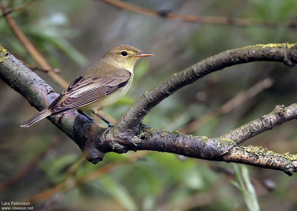 Icterine Warbleradult, identification