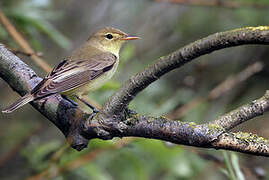 Icterine Warbler