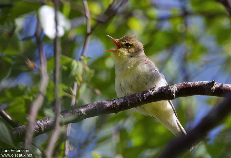 Icterine Warbler male adult, habitat, pigmentation, song