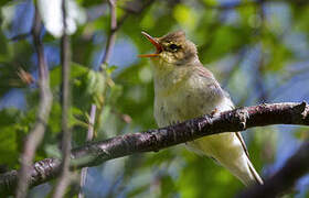 Icterine Warbler