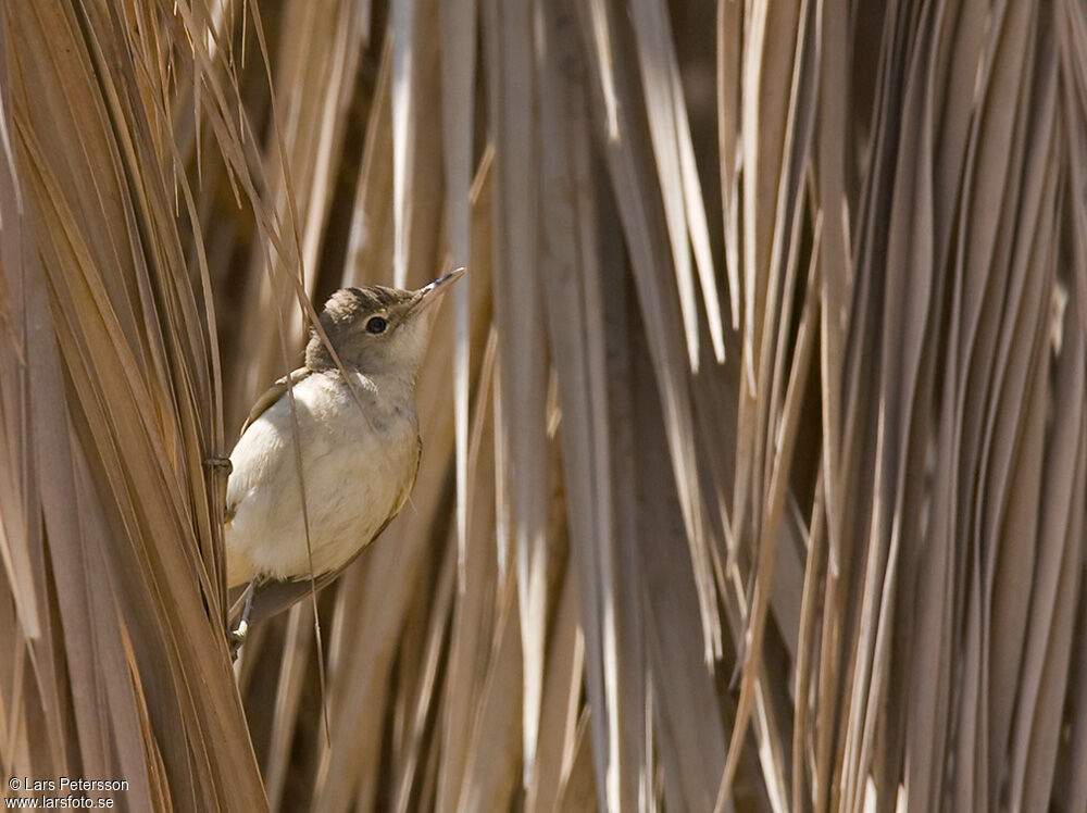 Eastern Olivaceous Warbler