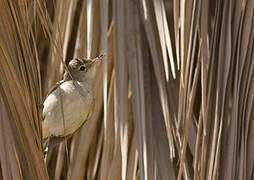 Eastern Olivaceous Warbler