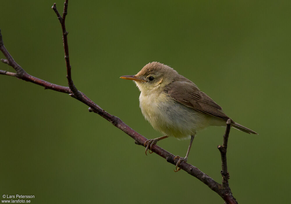 Melodious Warbler