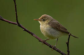 Melodious Warbler