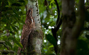 Long-tailed Potoo