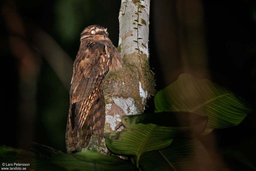 Long-tailed Potoo