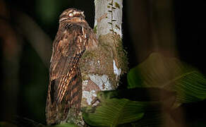 Long-tailed Potoo