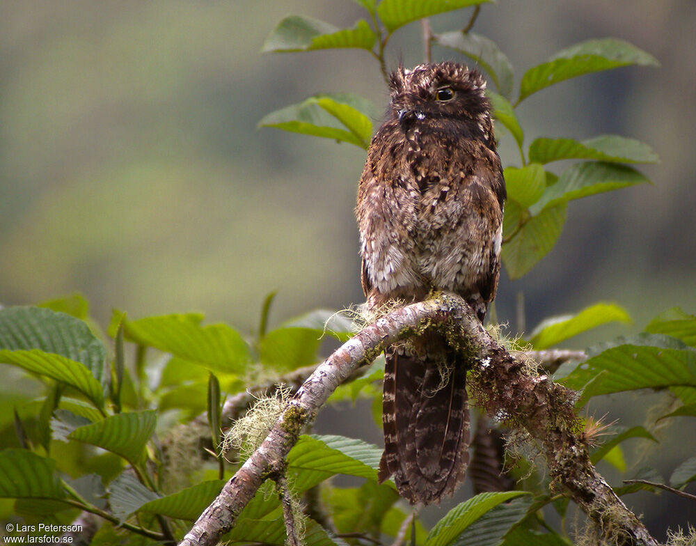 Andean Potoo