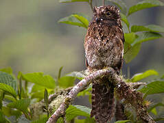 Andean Potoo