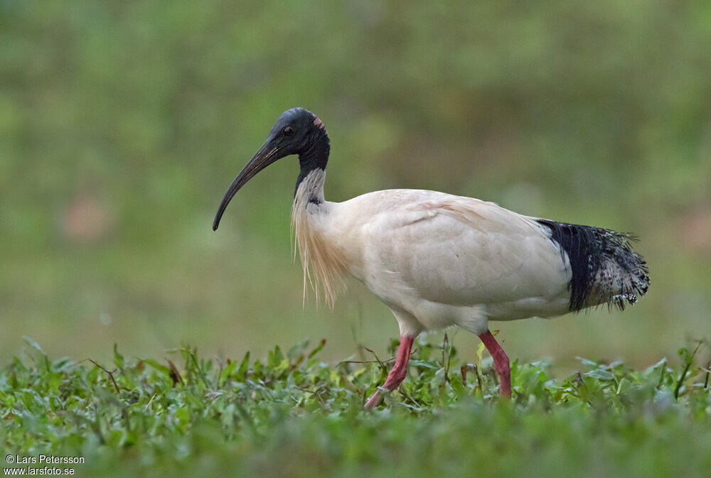 Ibis à cou noir