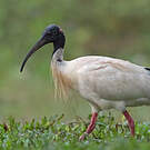 Ibis à cou noir