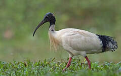 Ibis à cou noir