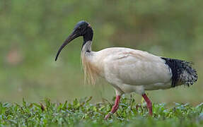 Ibis à cou noir