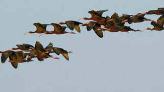 White-faced Ibis