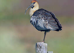 Black-faced Ibis