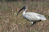 Ibis à tête noire