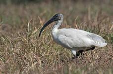 Ibis à tête noire