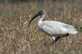 Black-headed Ibis