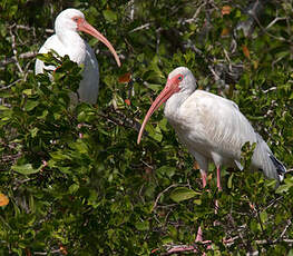 Ibis blanc