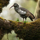 Ibis caronculé