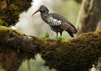 Ibis caronculé