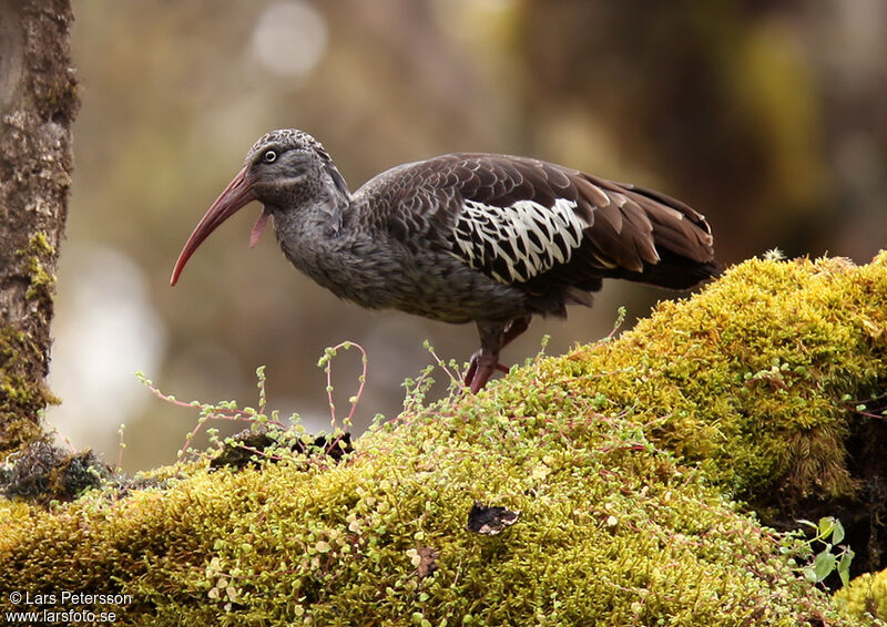 Ibis caronculé