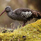 Ibis caronculé