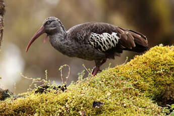 Ibis caronculé