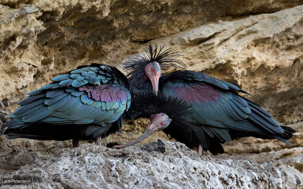 Northern Bald Ibisadult, pigmentation, Reproduction-nesting