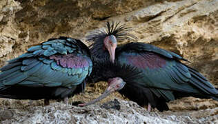 Northern Bald Ibis