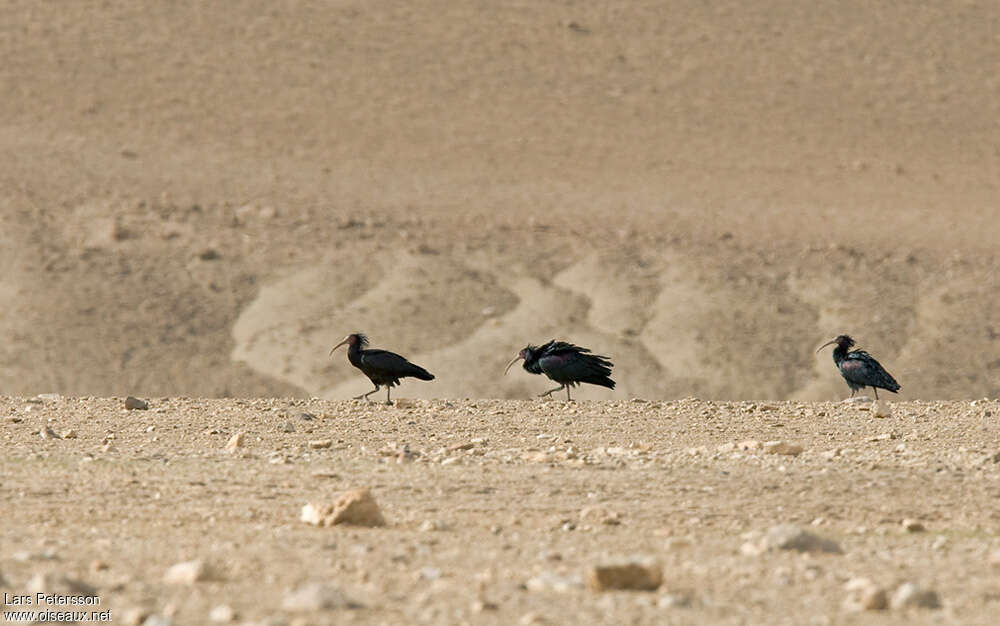 Ibis chauve, habitat