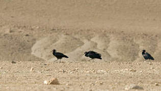 Northern Bald Ibis