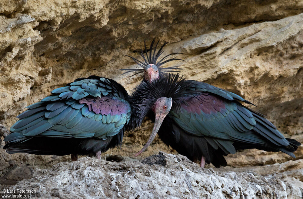 Northern Bald Ibis