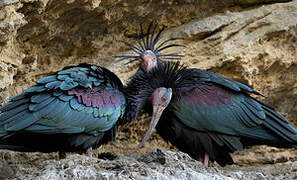 Northern Bald Ibis