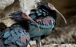 Northern Bald Ibis