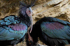 Northern Bald Ibis