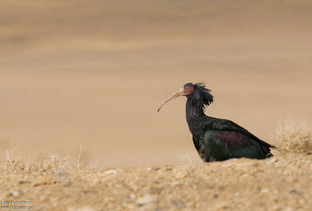 Northern Bald Ibisadult, habitat, pigmentation