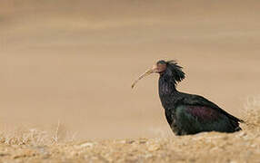 Northern Bald Ibis