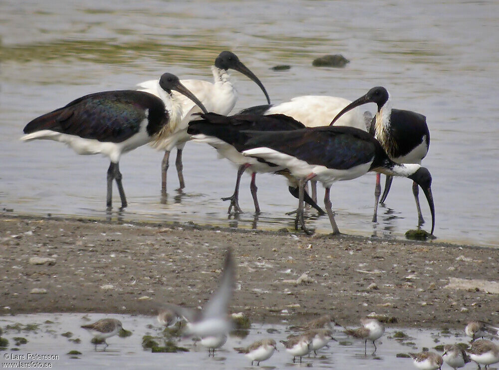 Straw-necked Ibis