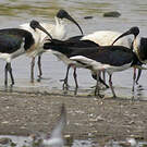 Ibis d'Australie