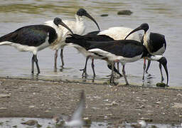 Straw-necked Ibis